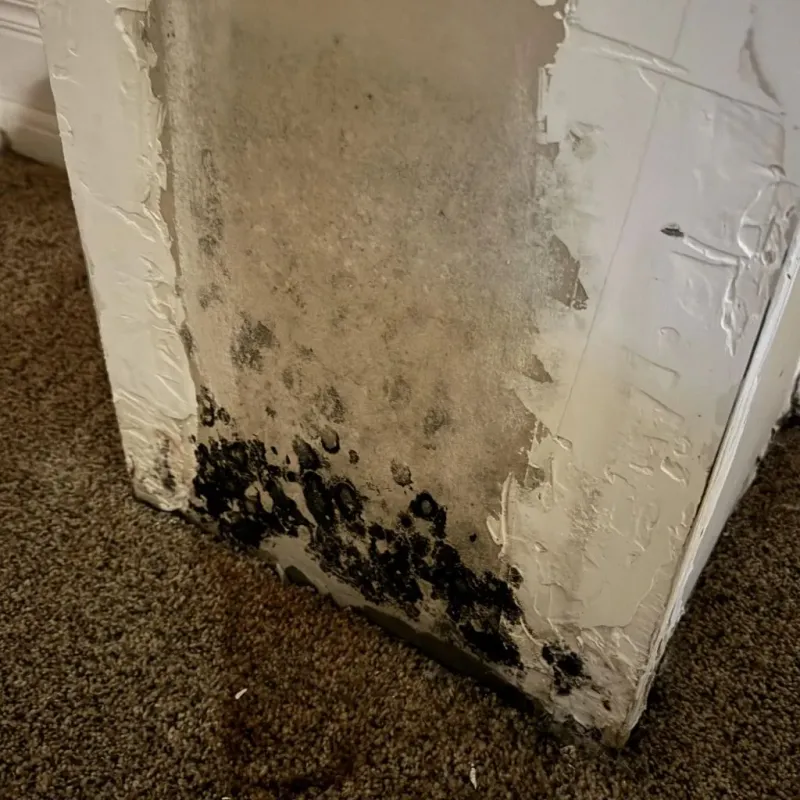 Professional Mold Removal in Albany, WI
